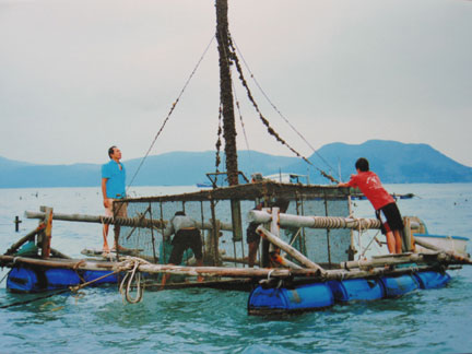 nuoi tom the chan trang | ban giong tom the chan trang phu yen