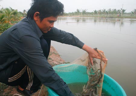 nuoi tom the cha trang | ban tom giong | thuysandacloc.vn