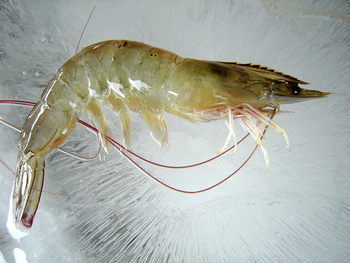tomthechantrang.jpg